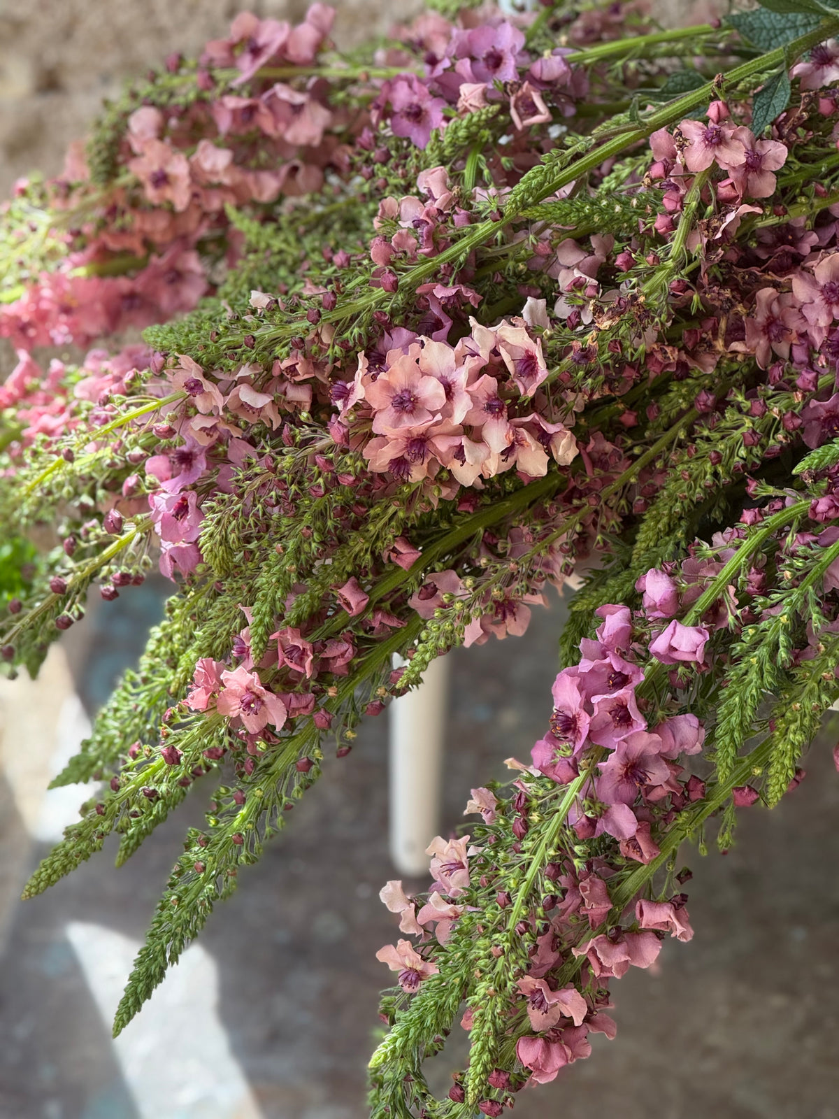 Gordolobo Southern Charm | Verbascum x hybrida