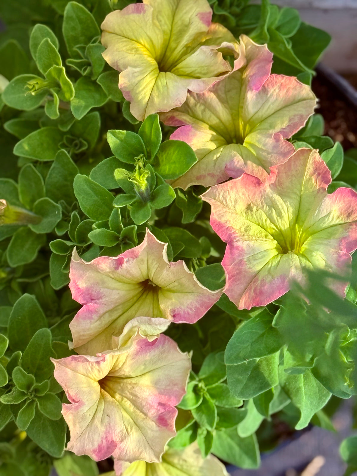 Petunia Grandiflora Sophistica® Antique Shades F1 | Petunia | Pelleted