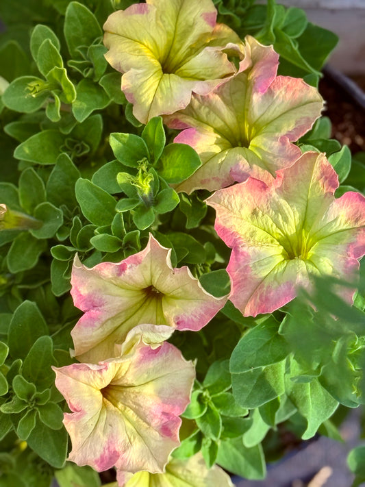 Großblütige Petunie Sophistica® Antique Shades F1 | Petunia grandiflora