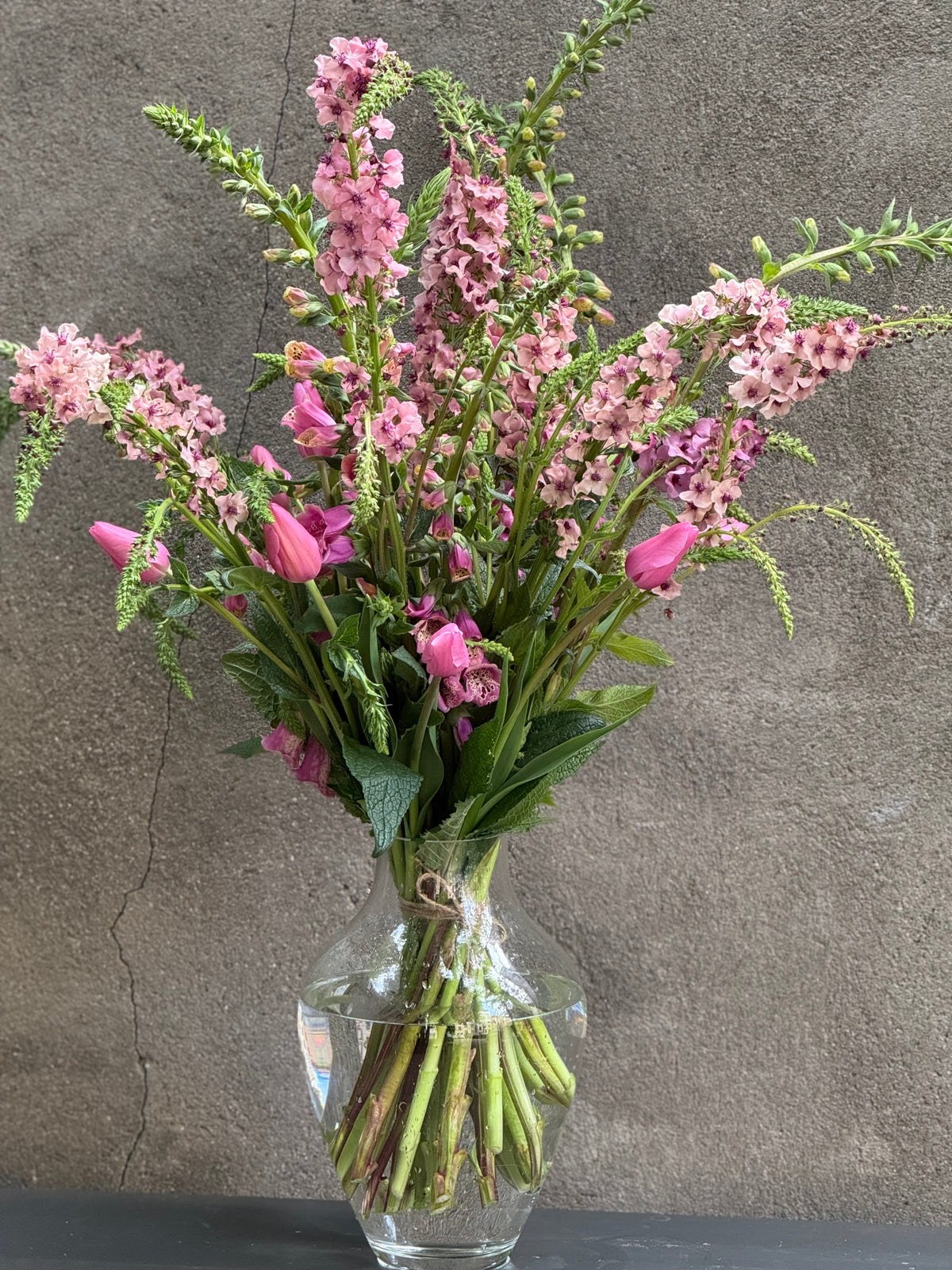 Gordolobo Southern Charm | Verbascum x hybrida
