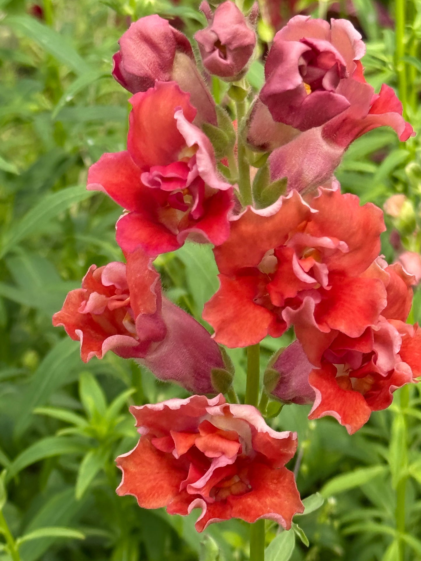Snapdragon Madame Butterfly™ Cherry Bronze | Group 3,4 | Antirrhinum majus therapyofflowers.com