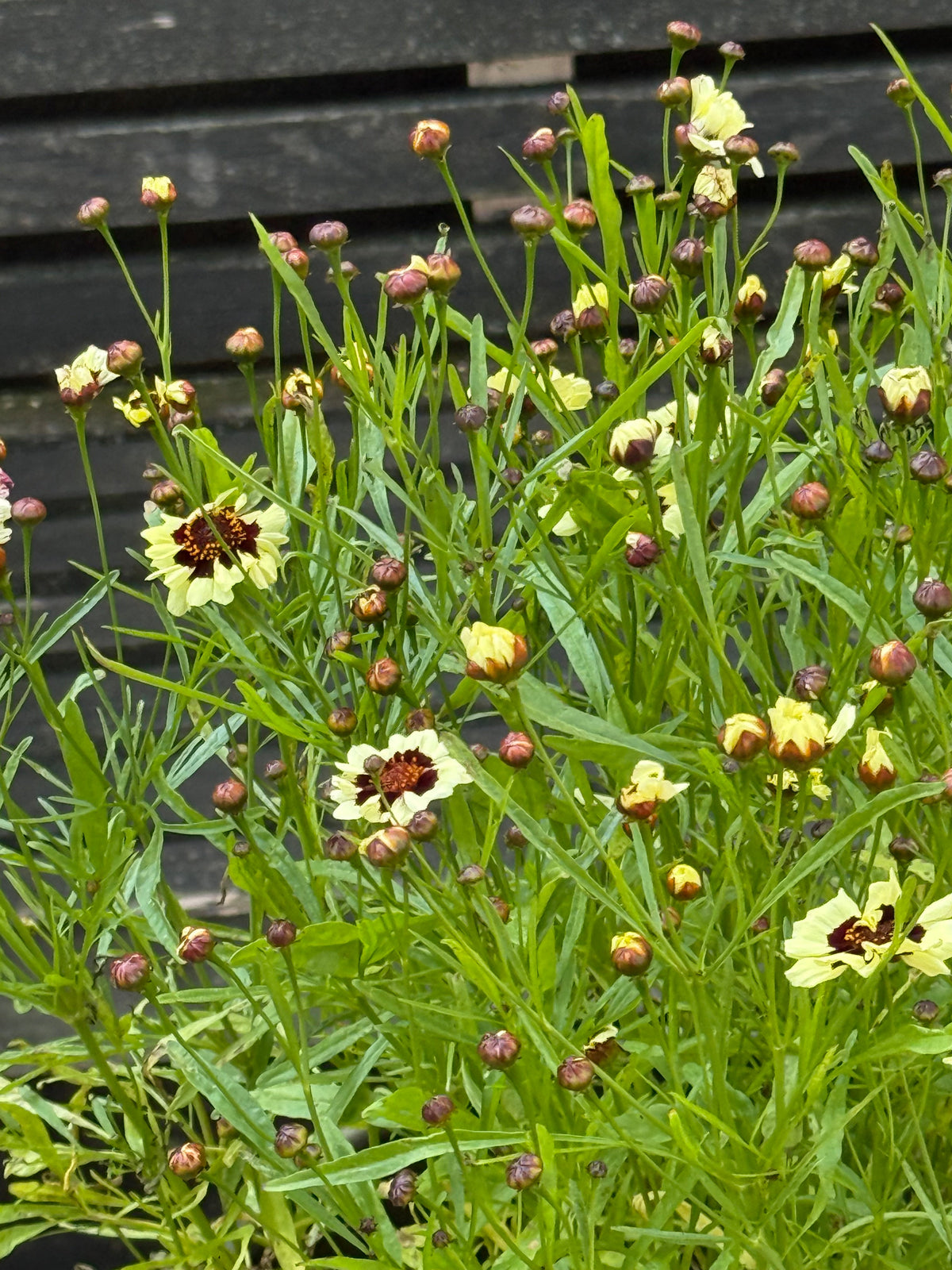 Coreopsis tinctoria Corusco Cream-Red | Plains Coreopsis therapyofflowers.com