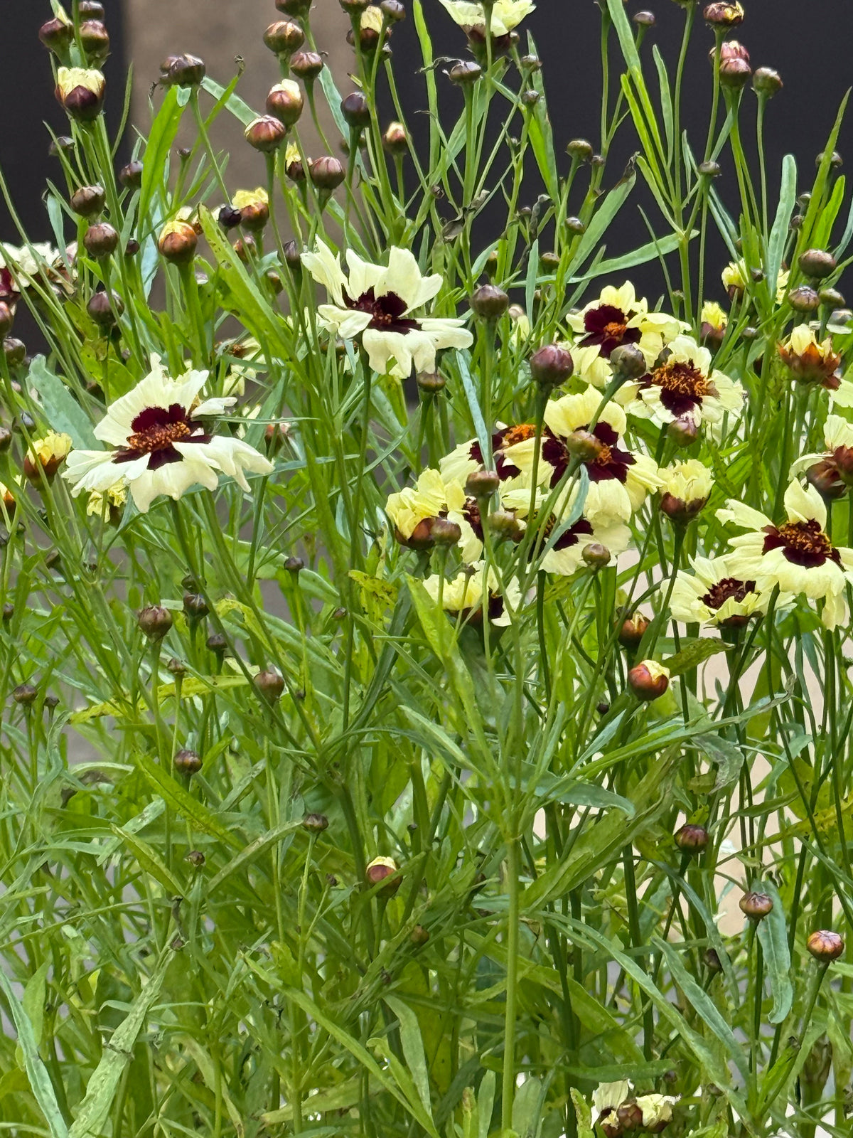 Coreopsis tinctoria Corusco Cream-Red | Plains Coreopsis therapyofflowers.com