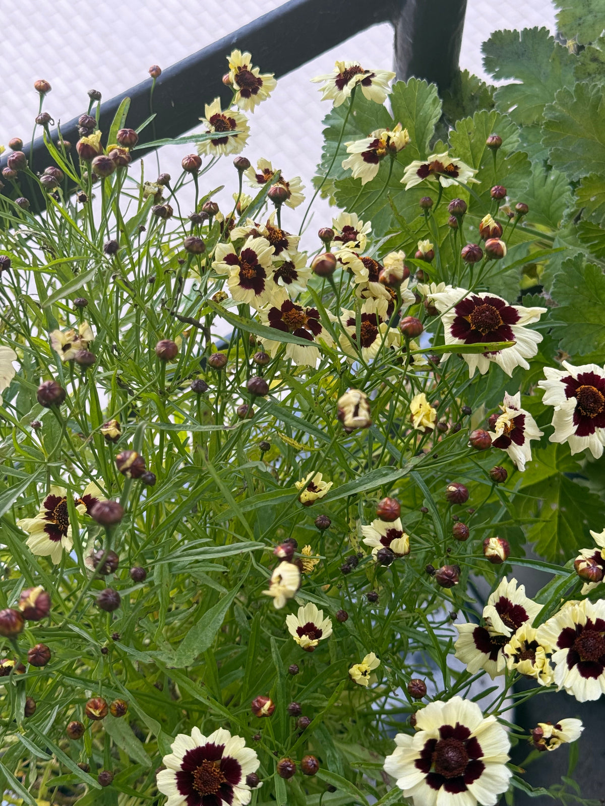 Coreopsis tinctoria Corusco Cream-Red | Plains Coreopsis therapyofflowers.com