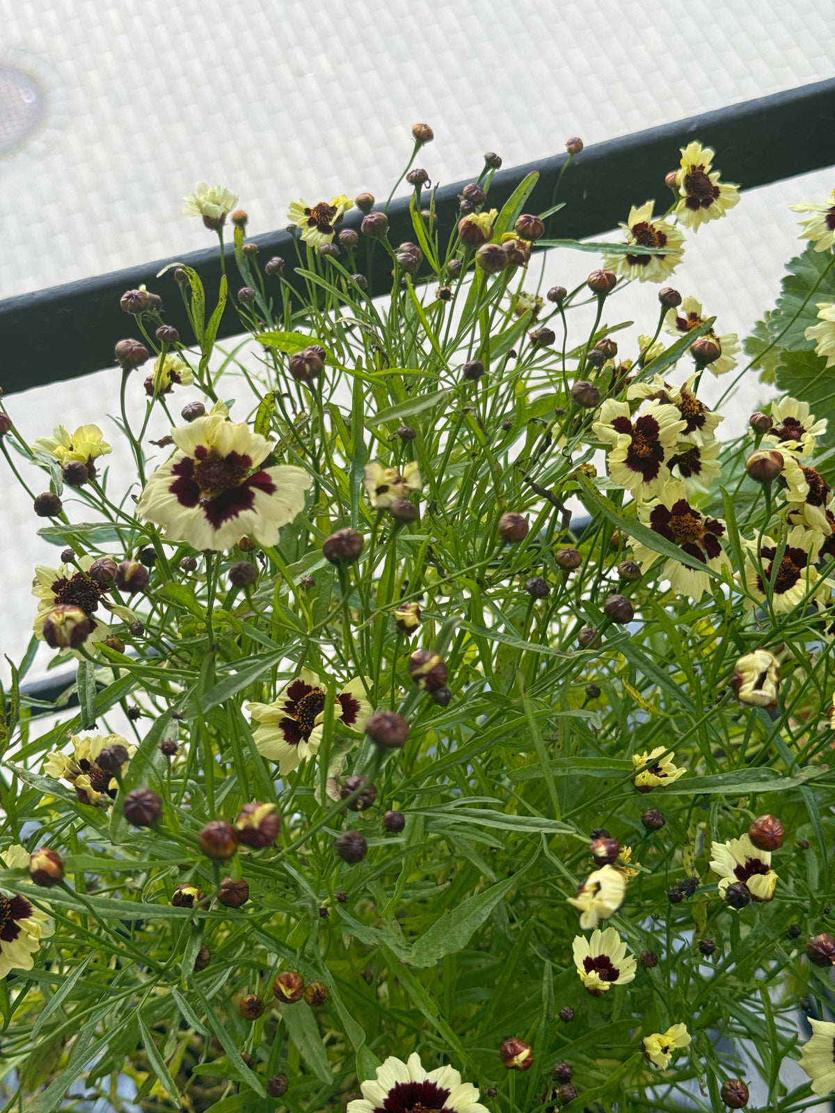 Coreopsis tinctoria Corusco Cream-Red | Plains Coreopsis therapyofflowers.com