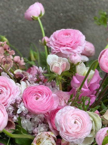 Āzijas gundega Elegance® ROSA CHIARO 2P10 | Ranunculus asiaticus | Guma izmērs 4/5