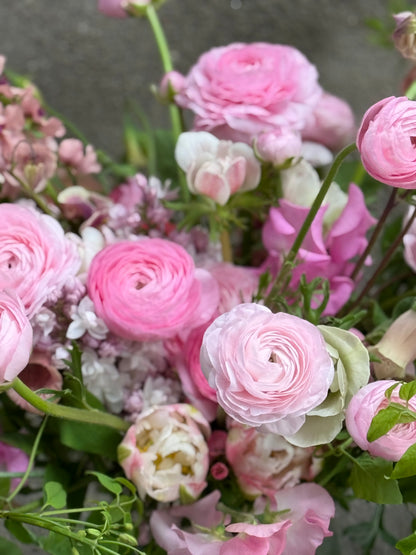 Āzijas gundega Elegance® ROSA CHIARO 2P10 | Ranunculus asiaticus | Guma izmērs 4/5