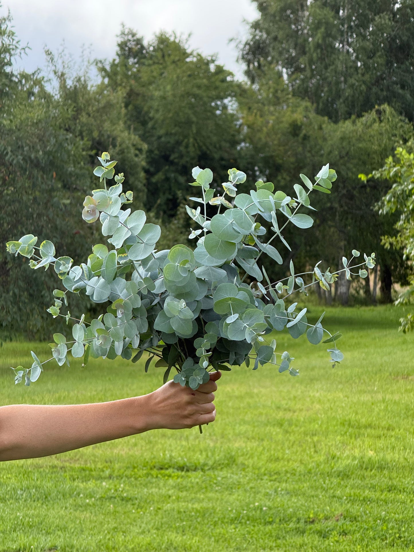 Eucalyptus cinerea Silver Dollar | Florists Eucalyptus | Tasmanian Blue therapyofflowers.com