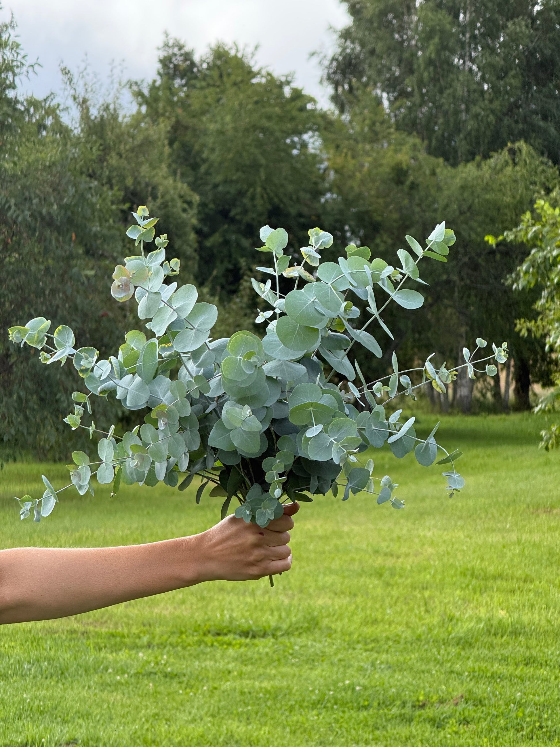Eucalyptus cinerea Silver Dollar | Florists Eucalyptus | Tasmanian Blue therapyofflowers.com