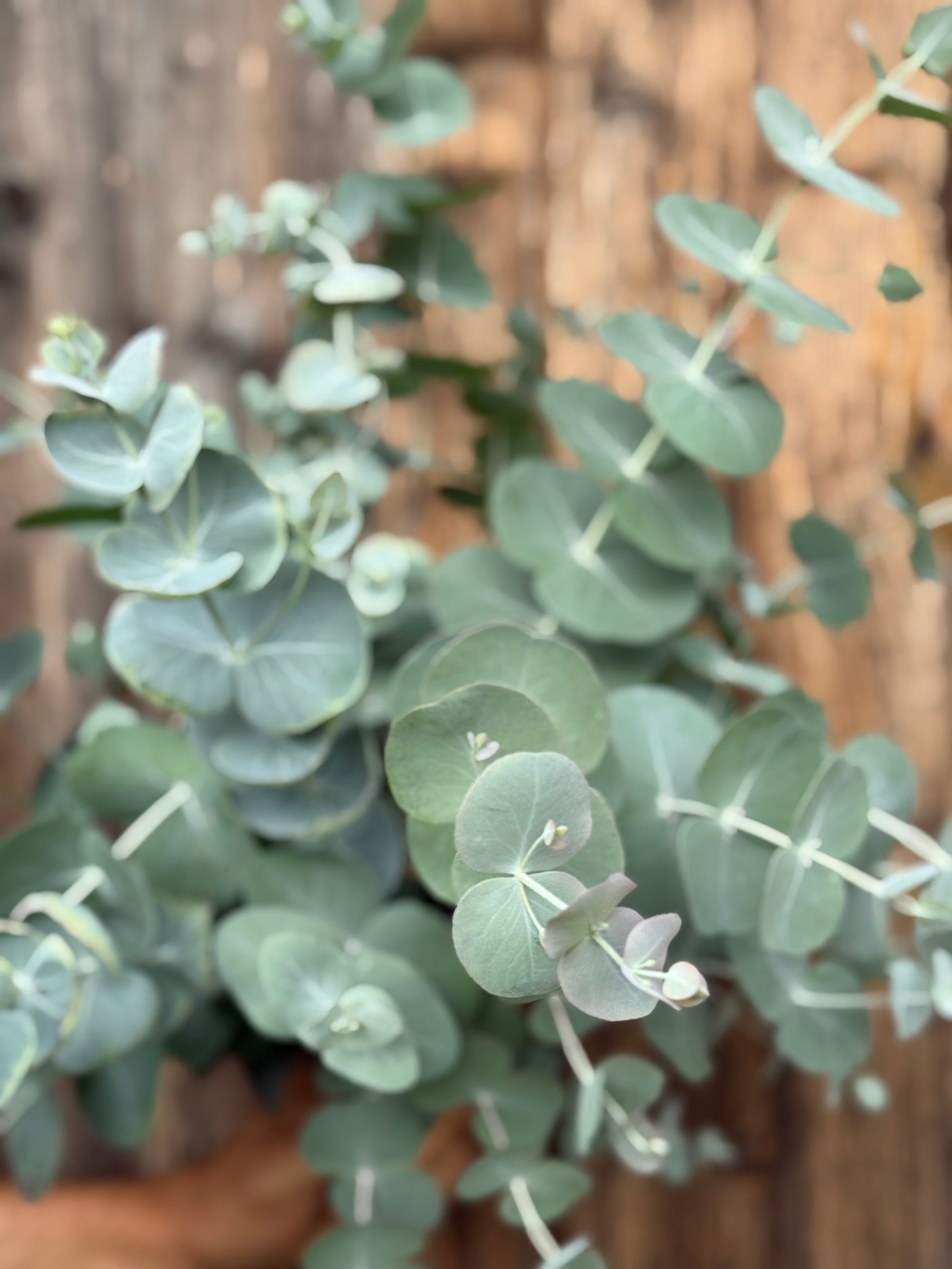 Eucalyptus cinerea Silver Dollar | Florists Eucalyptus | Tasmanian Blue therapyofflowers.com