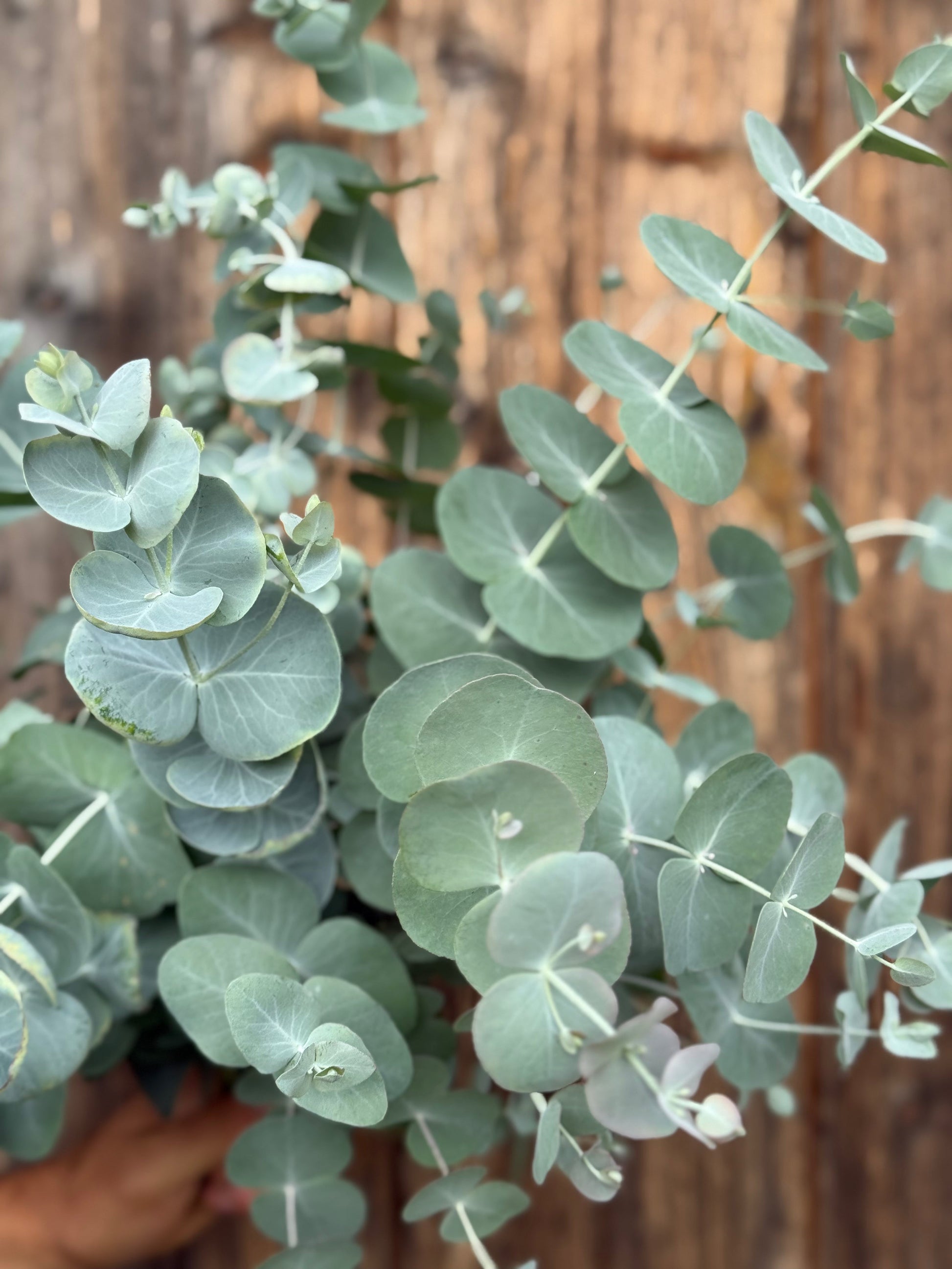 Eucalyptus cinerea Silver Dollar | Florists Eucalyptus | Tasmanian Blue therapyofflowers.com