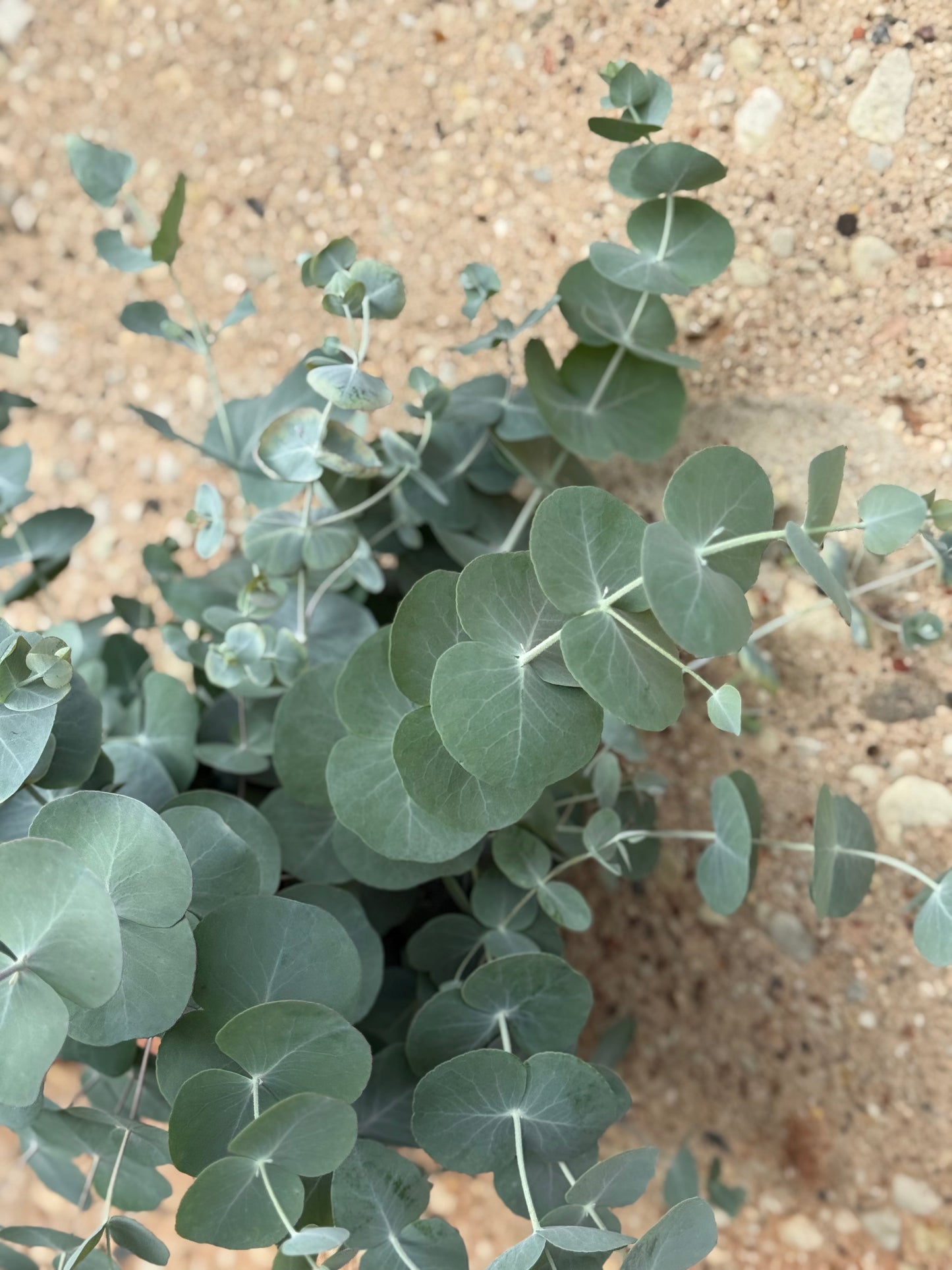 Eucalyptus cinerea Silver Dollar | Florists Eucalyptus | Tasmanian Blue therapyofflowers.com