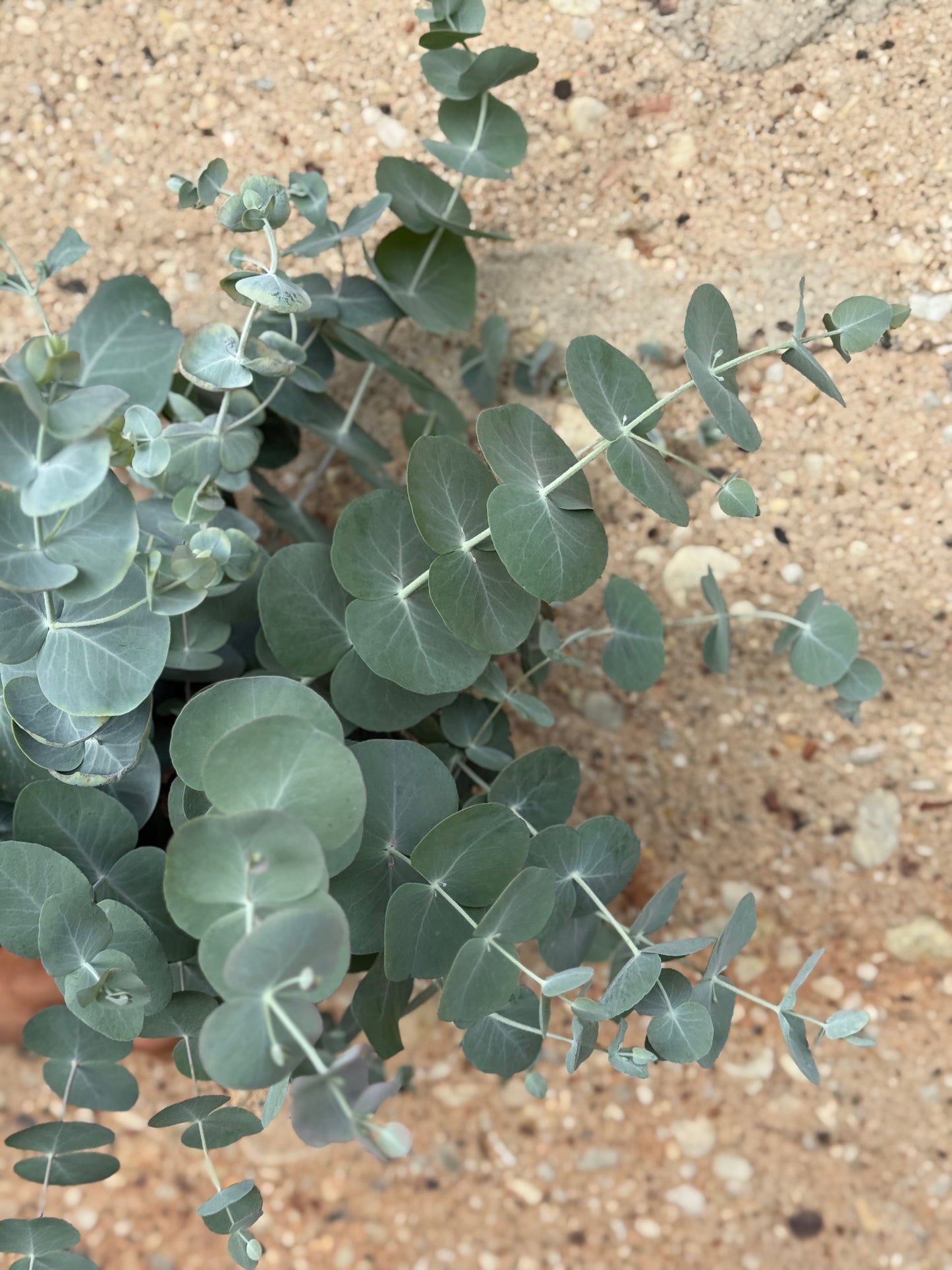 Eucalyptus cinerea Silver Dollar | Florists Eucalyptus | Tasmanian Blue therapyofflowers.com