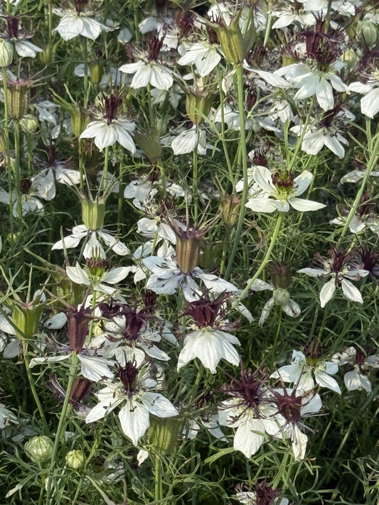 Nigella papillosa Eclipse | Spanish Love in a Mist