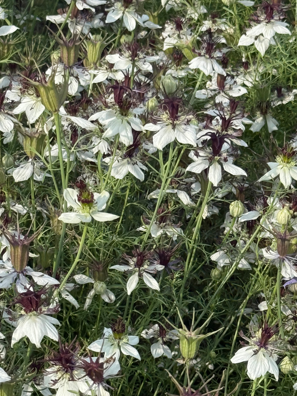 Nigella papillosa Eclipse | Spanish Love in a Mist
