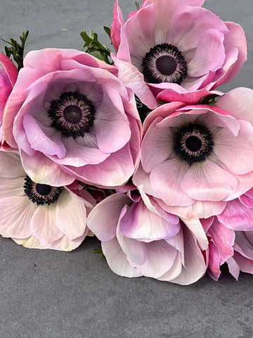 Growing Anemones: A Guide to One of Spring’s Most Popular Flowers