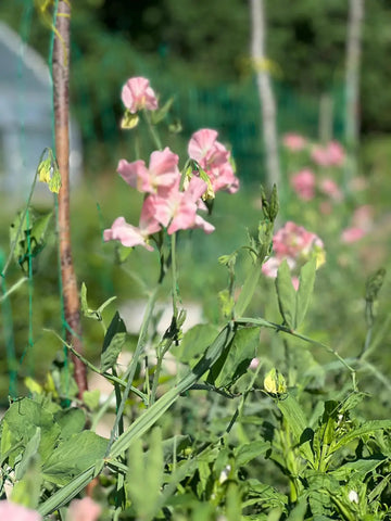 Sweet Pea Growing Guide