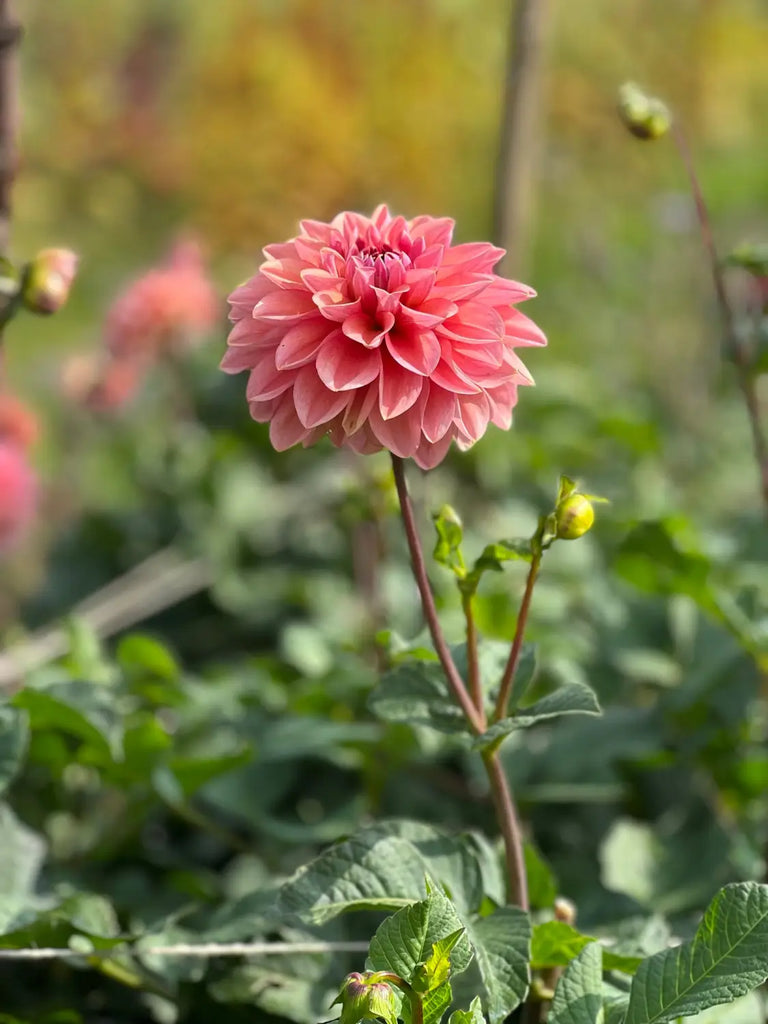 Our dahlia garden - Dahlia Roza Pantera