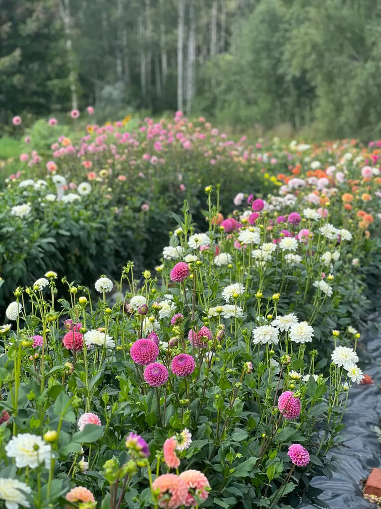 Our dahlia garden