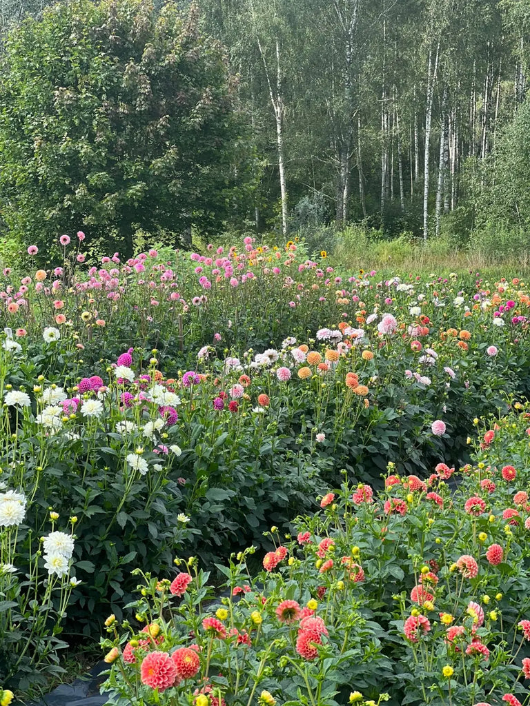 Our dahlia garden