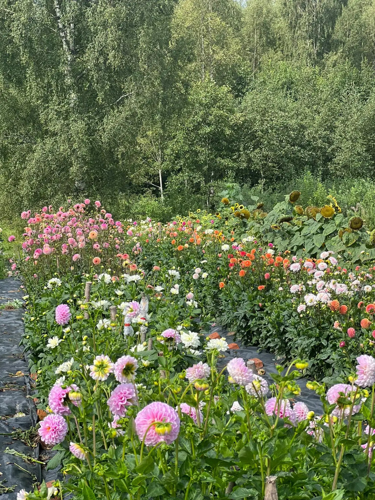 Our dahlia garden