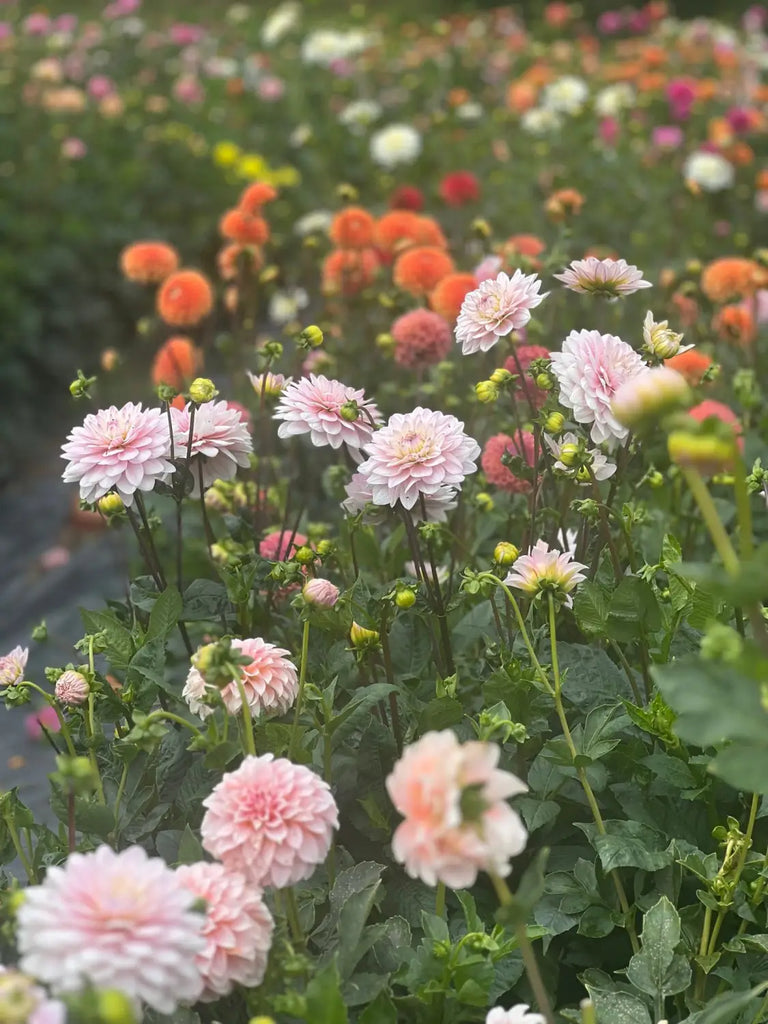 Our dahlia garden