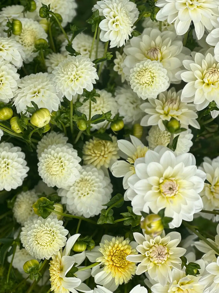 Our dahlia garden