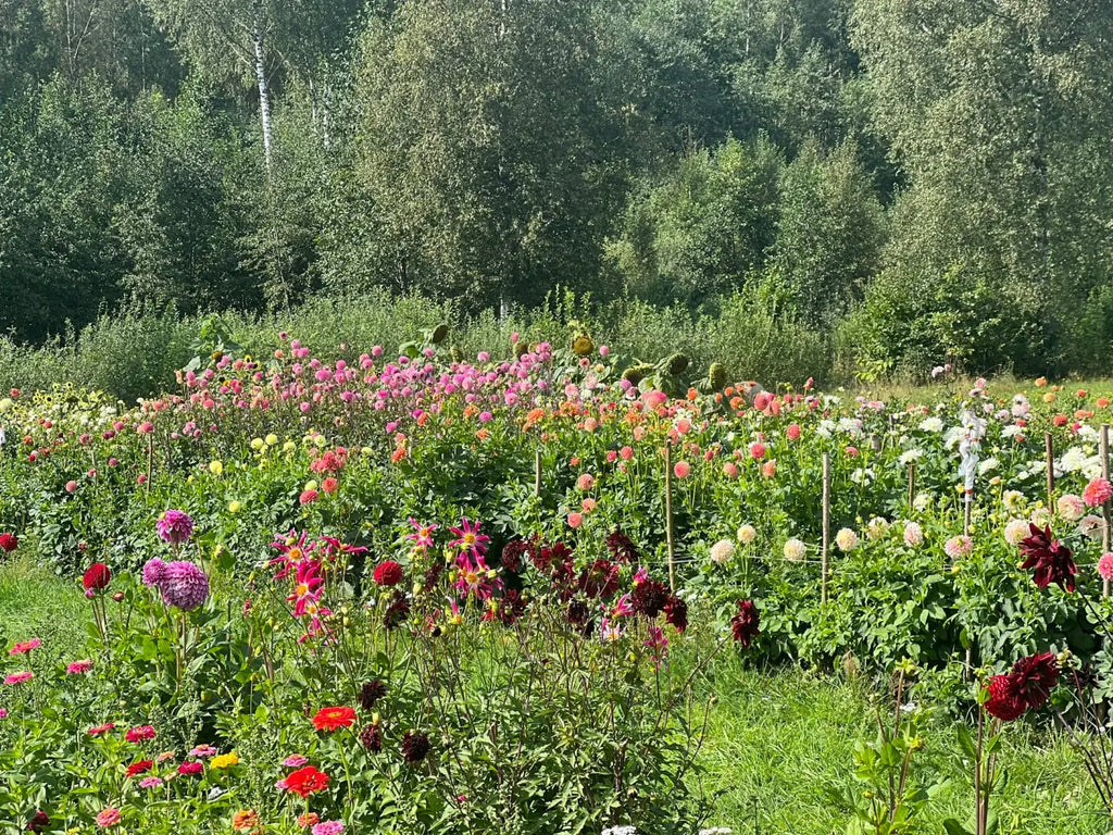 Our dahlia garden