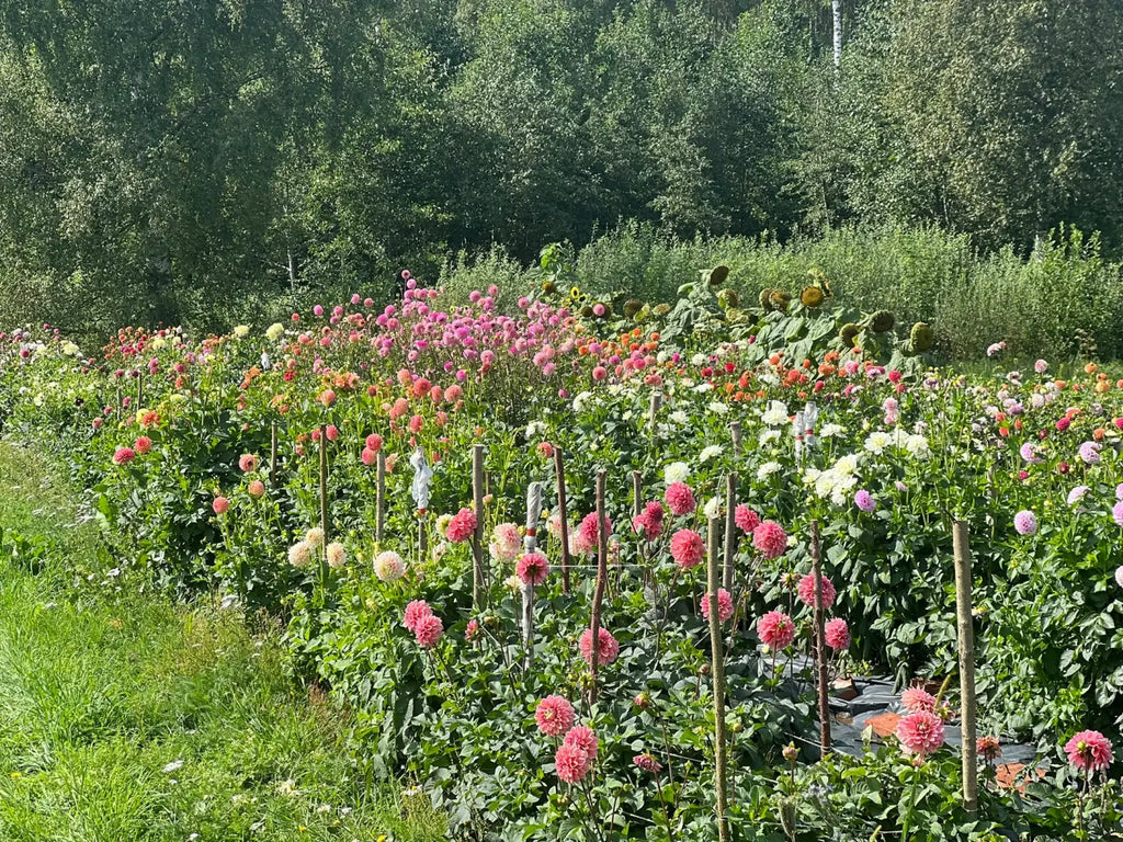Our dahlia garden