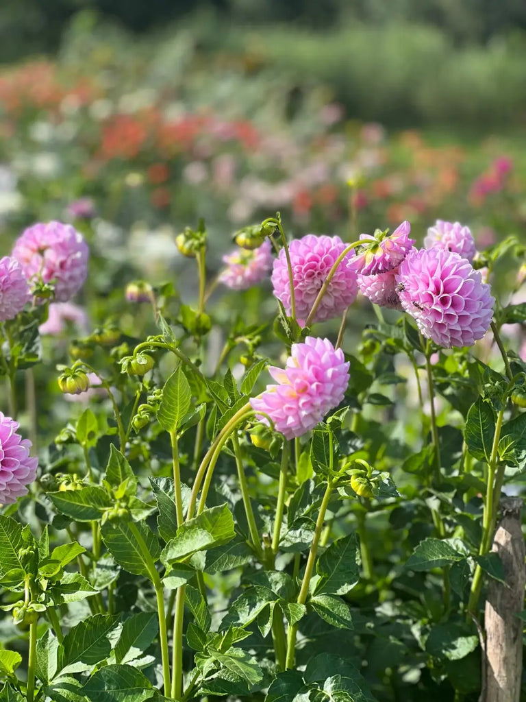 Our dahlia garden