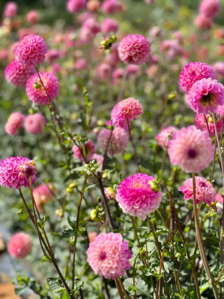 Our dahlia garden