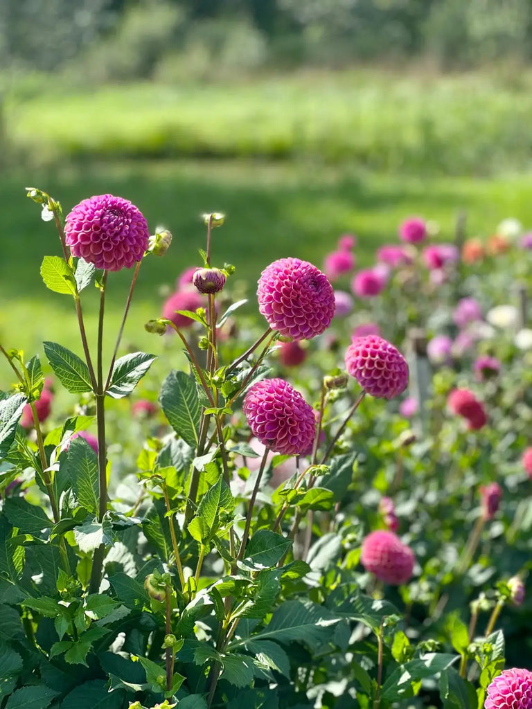 Our dahlia garden - Dahlia tubers