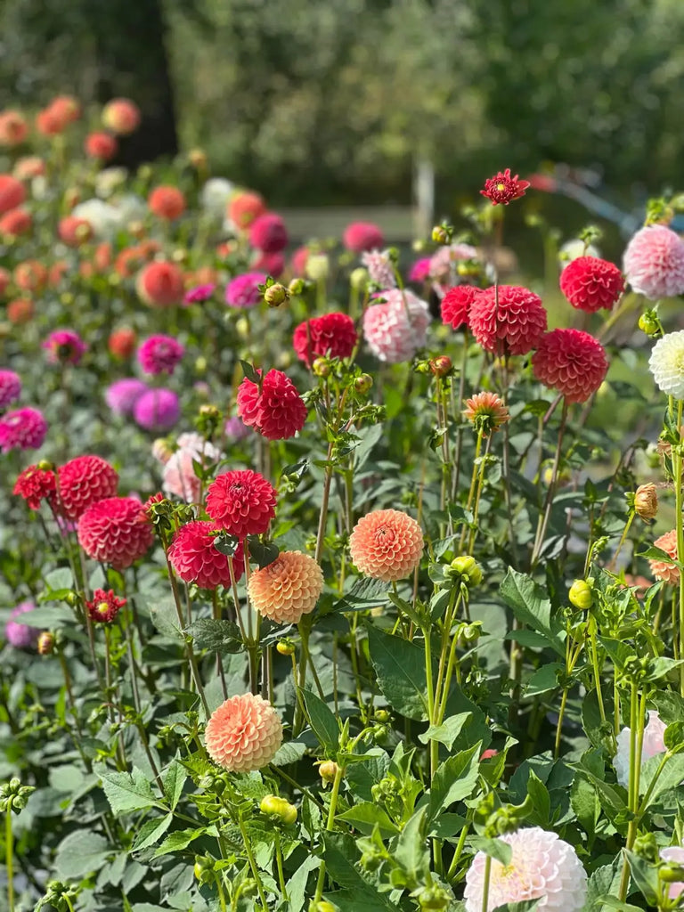 Our dahlia garden - Therapy of Flowers