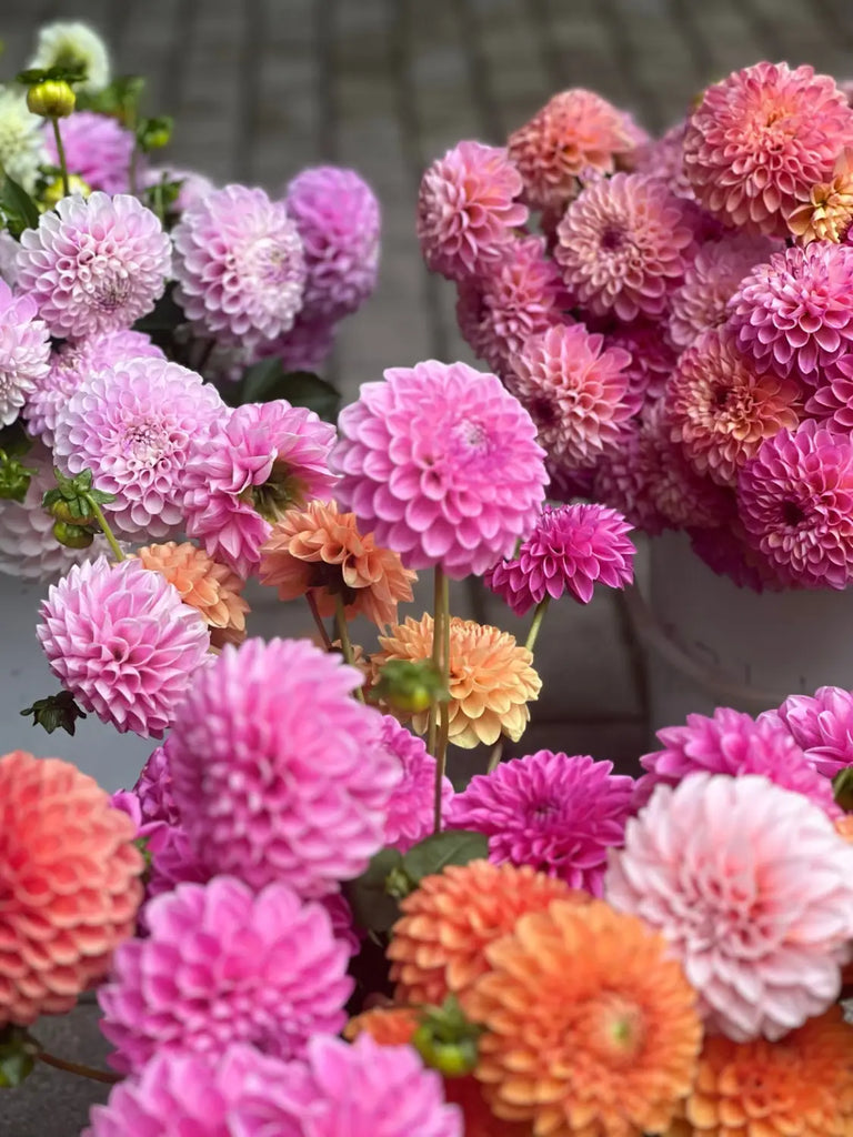 Our dahlia garden