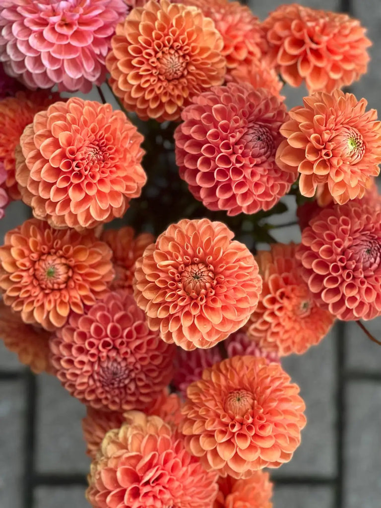 Our dahlia garden