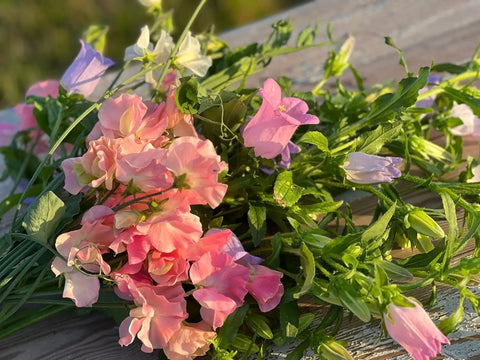 Sweet Pea Growing Guide