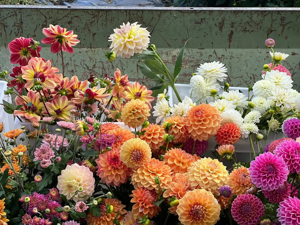 Our dahlia garden