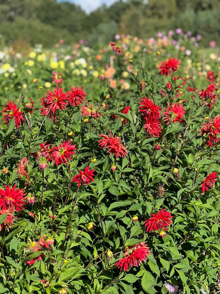 Our dahlia garden