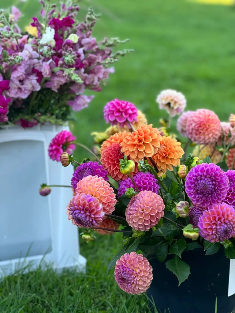 Our dahlia garden