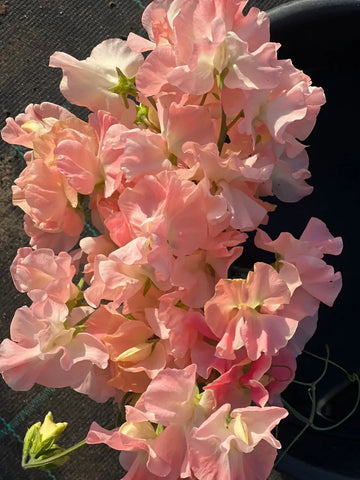 Sweet Pea Growing Guide