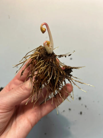 Growing Anemones: A Guide to One of Spring’s Most Popular Flowers