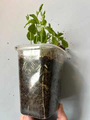 Sweet Pea Growing Guide