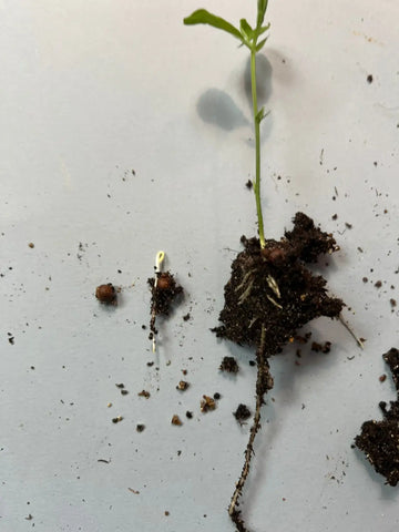 Sweet Pea Growing Guide