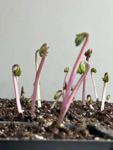 Growing Anemones: A Guide to One of Spring’s Most Popular Flowers