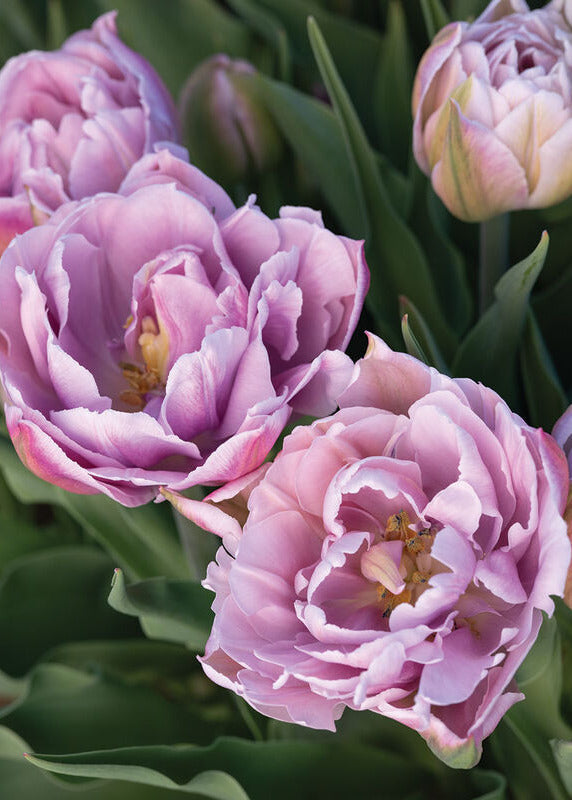 Tulip Katinka  | Double Late Tulip therapyofflowers.com
