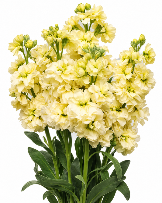 Matthiola incana Katz Yellow | Stock