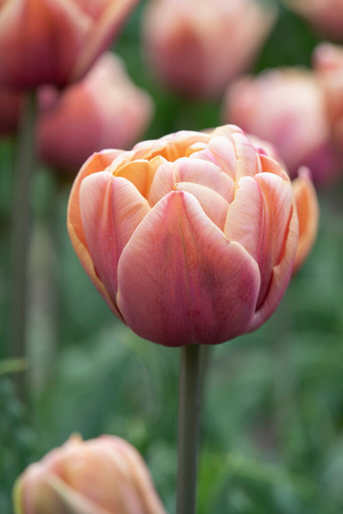 Tulip La Belle Epoque | Double Early Tulip therapyofflowers.com
