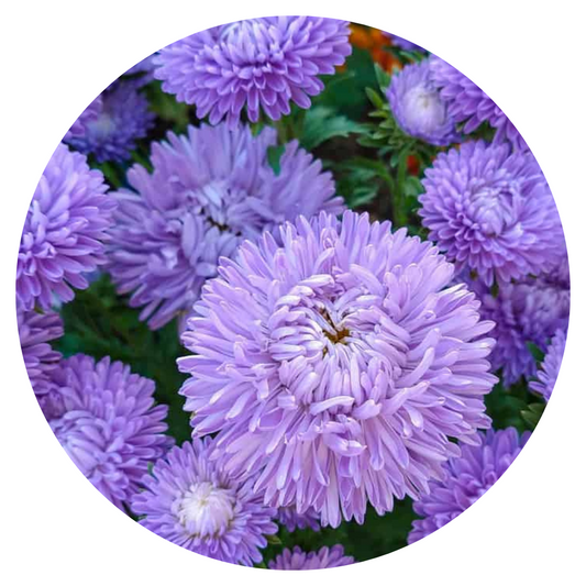 Aster Lady Coral® Light Blue 