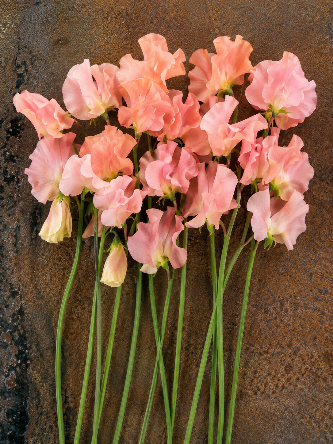 Lathyrus odoratus Spring Sunshine Peach | Sweet Pea Seeds ...