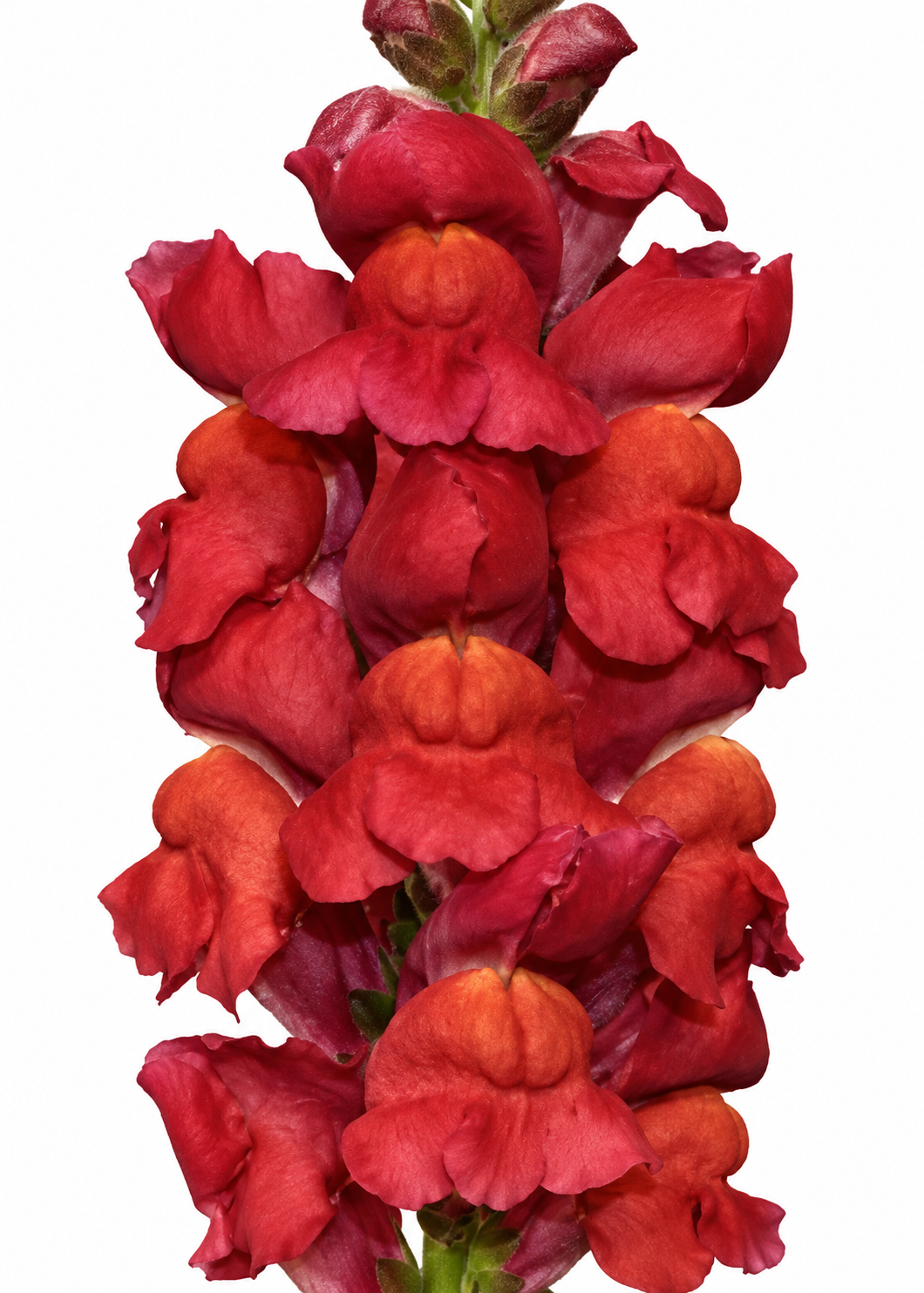 Antirrhinum majus Maryland Flamingo F1 | Group 1,2 | Snapdragon therapyofflowers.com